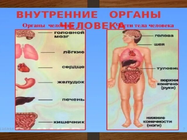 Строение тела человека. Внутренние органы человека. Внутренние части тела человека. Название органов человека.