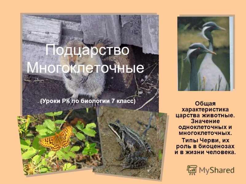 значение животных в жизни человека. схема значение животных в природе и жизни человека. значение царства животных в жизни человека. роль животных в природе и для человека. значение животных в жизни человека.