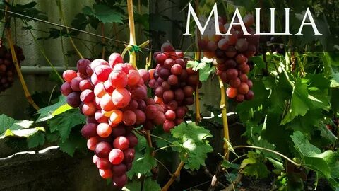 Сорт винограда маша