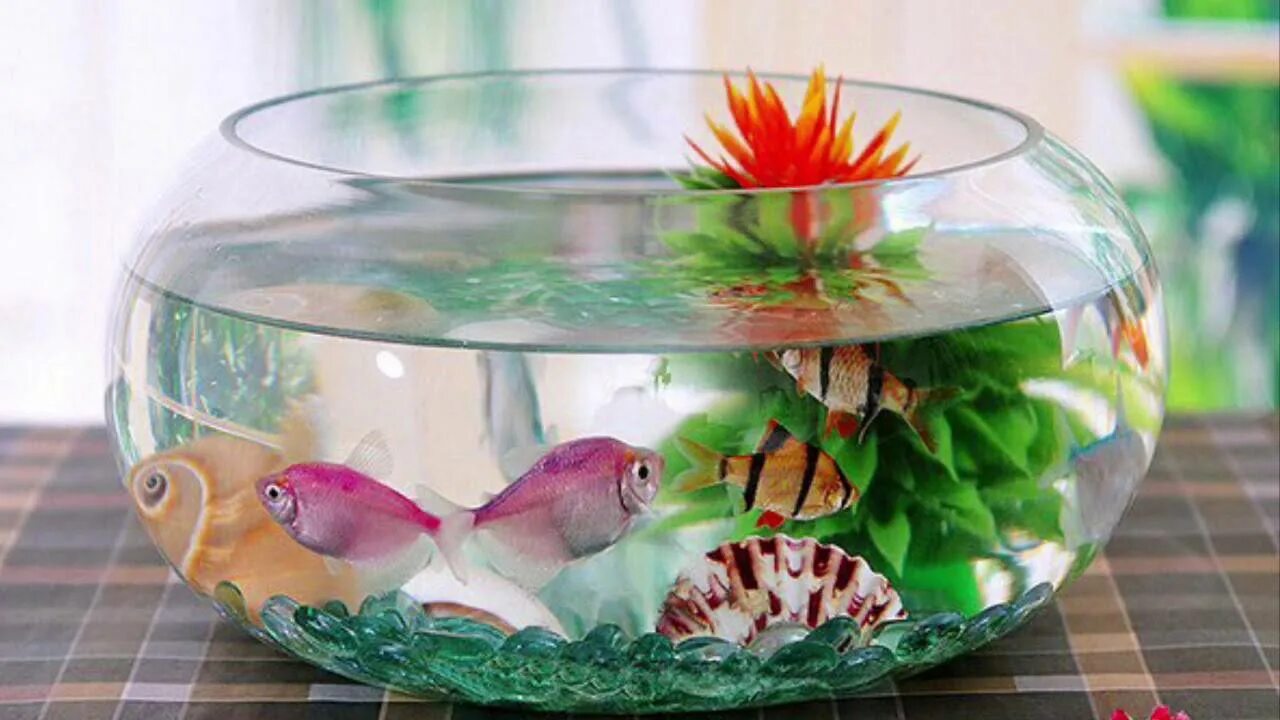 Гуппи в круглом аквариуме. Круглый аквариум. Круглый аквариум с рыбками. Небольшой аквариум с рыбками.