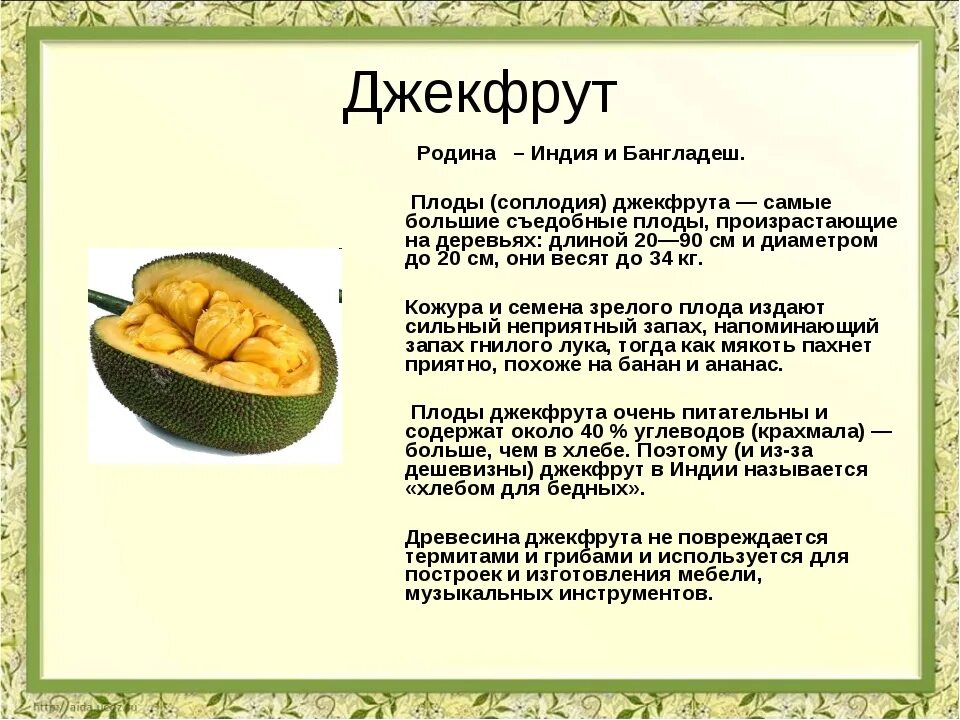 Джекфрут. Фрукт джекфрут. Хлебное дерево. Джекфрут вкус. Джекфрут польза