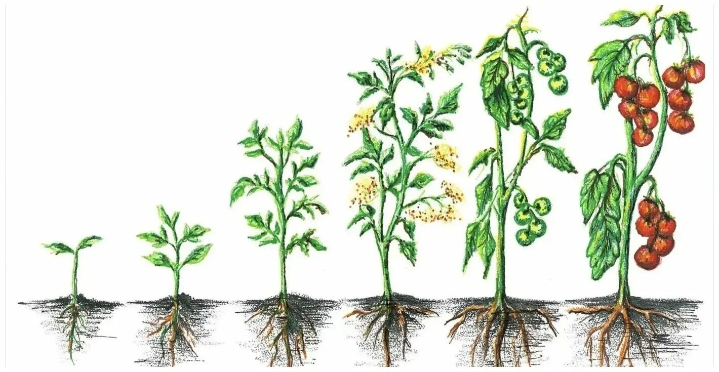 При делении жизненного цикла овощных растений онтогенез. Стадии развития томата. Период вегетации у томатов что это. Фазы роста томата. Фазы развития рассады помидор.
