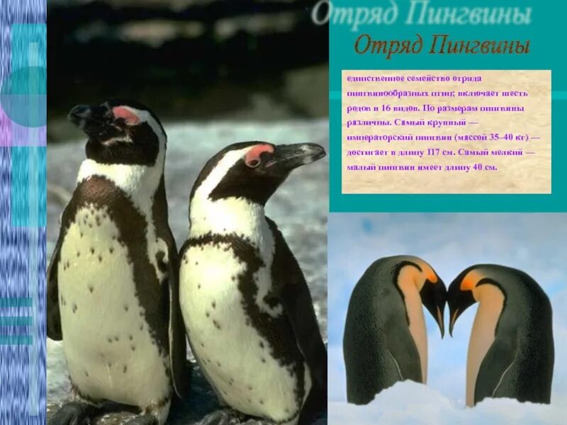 Представители отряда пингвины. Пингвины королевские императорские. Пингвин какое семейство. Пингвин фото. Семейство пингвинов.