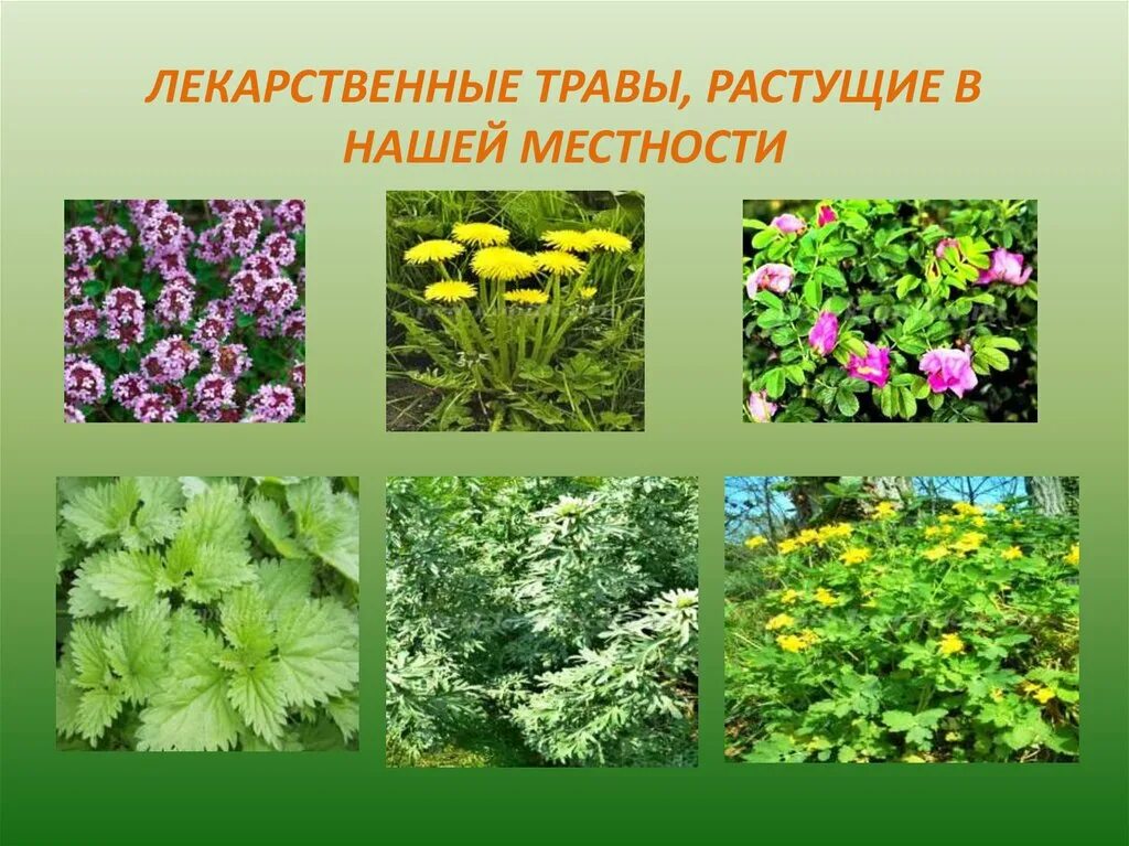 Растения живущие в россии. Лекарственные травы. Лекарственные растения. Дикорастущие лекарственные растения. Лесные травы.