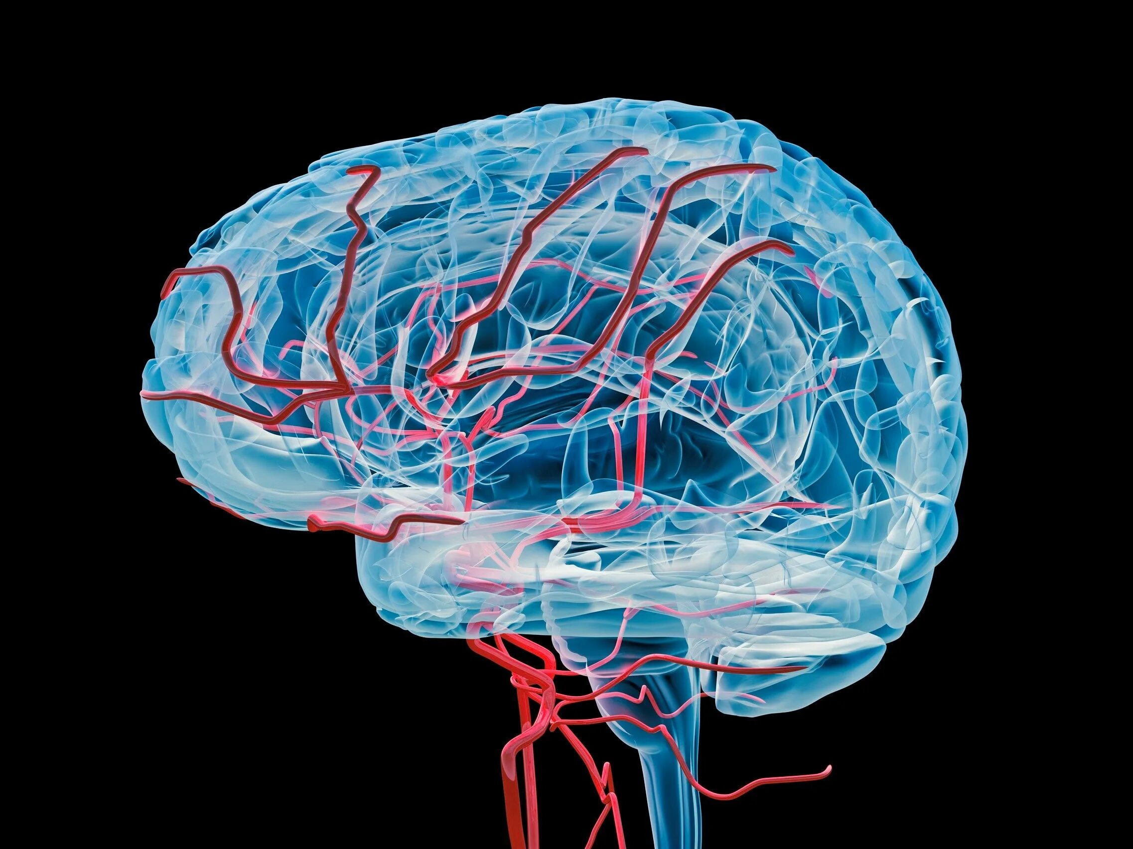 F brain. Аневризма сосудов головного мозга. Кровеносная система головного мозга. Капилляры головного мозга. Кровеносные сосуды головы.