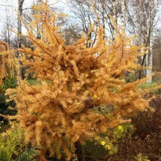 Larix kaempferi magic gold