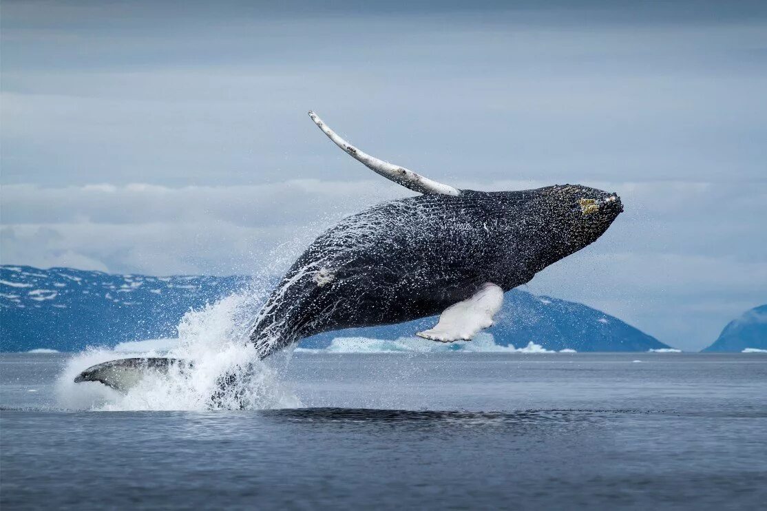 Гренландский кит в Арктике. Остров Врангеля Финвал. Арктическая пустыня Гренландский кит. Гренландский кит Охотское море.