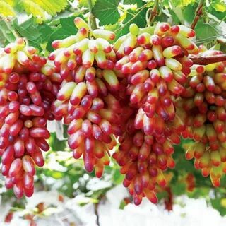 Виноград сорт голд