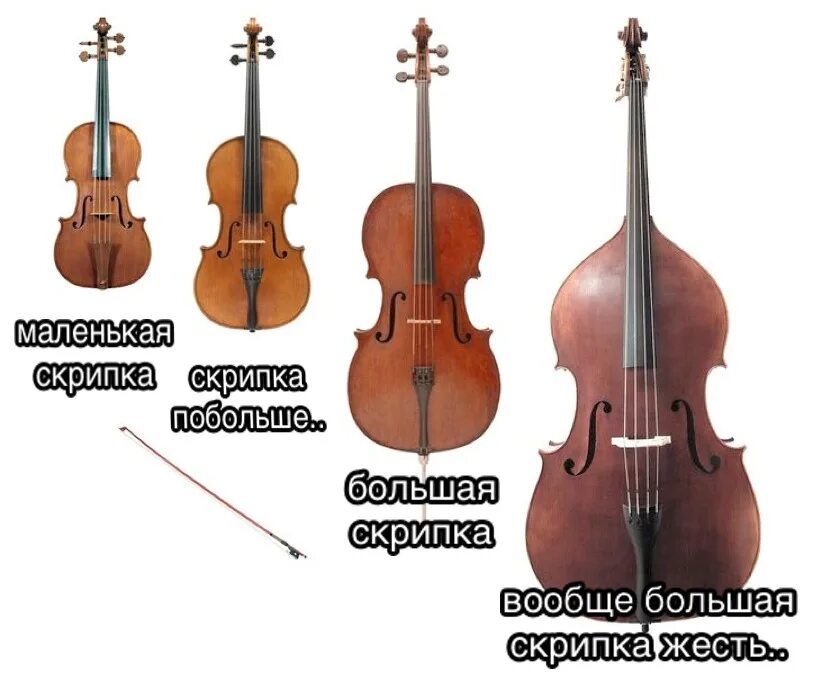 Название большой скрипки. Больше скрипки. Большие скрипки как называются. Инструмент больше скрипки. Типы скрипок