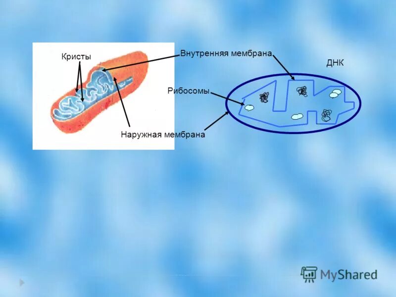 мембрана митохондрий функции. мембраны крист. внешняя мембрана митохондрий. митохондрии строение и функции эукариотической клетки. кристы и матрикс митохондрий.
