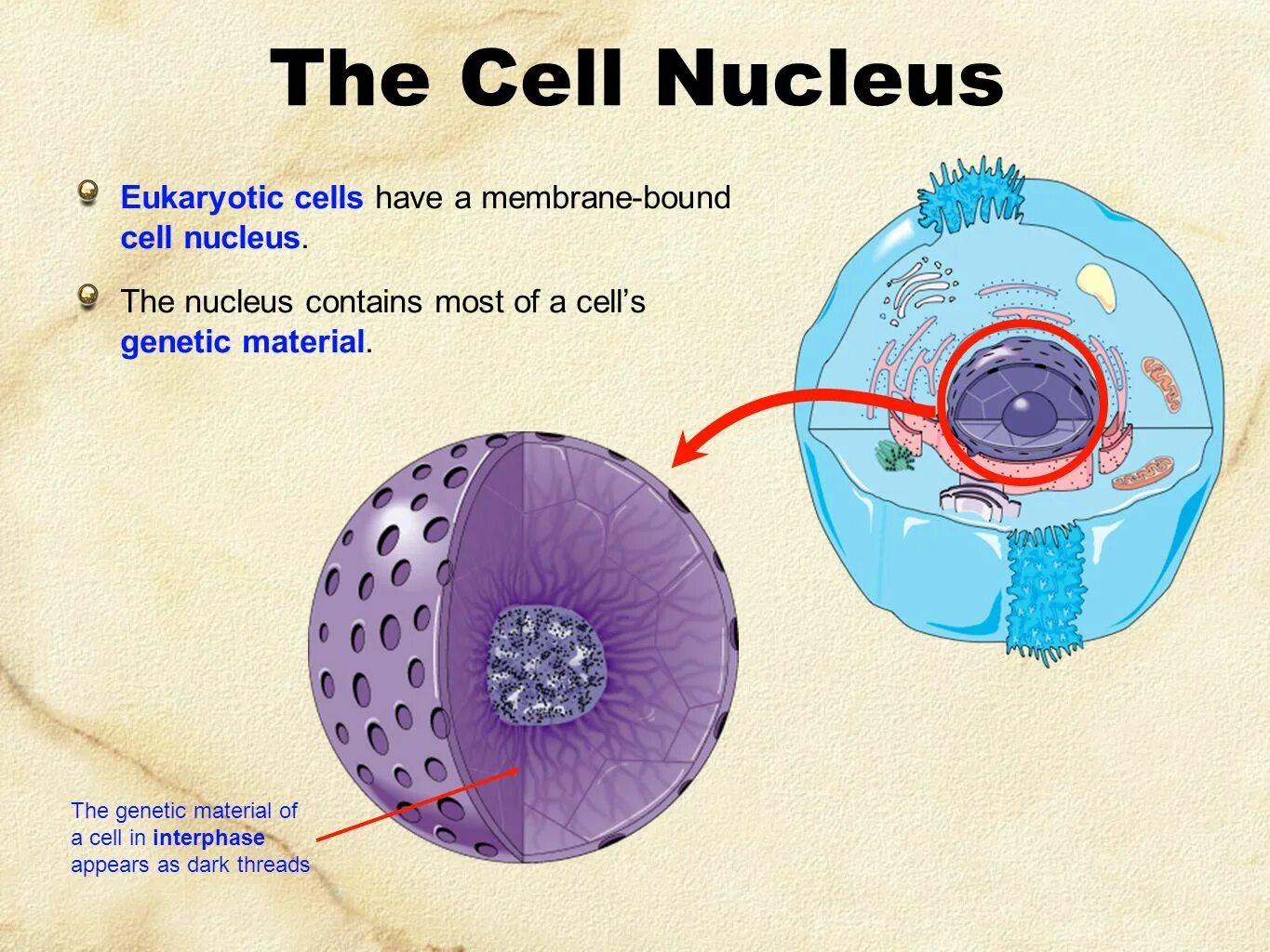 Cell contains. Cell Nucleus. Eukaryotic Cell Nucleus. Nucleus function. Components of the Nucleus.