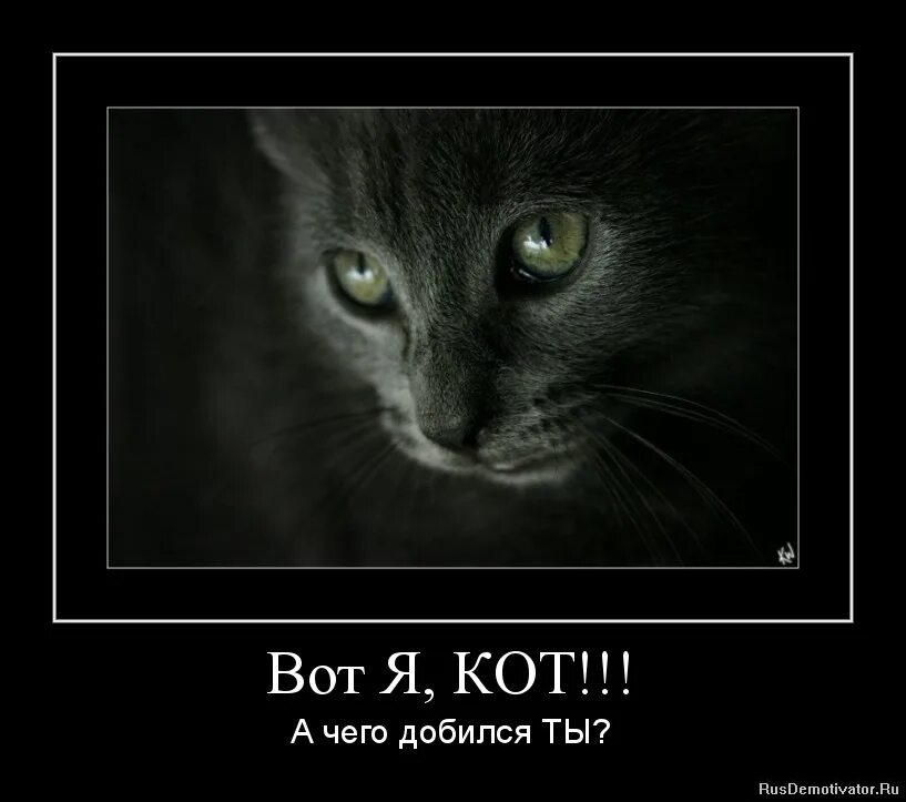 Котики хорошие лишнего текст