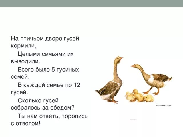 Сколько сидят гуси. Семья гусей название. Сколько гусей нужно для 1 гусака. Задачи в стихах   на птичьем дворе гусей кормили. 12 Гусей.