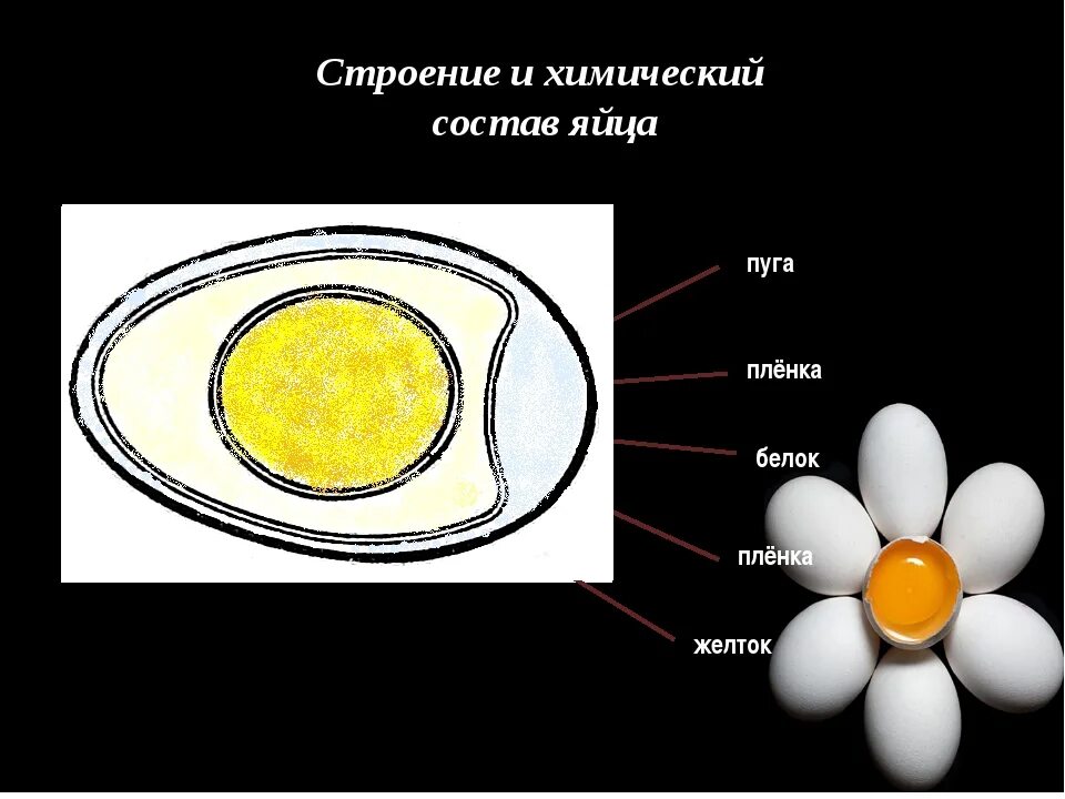 Из чего состоит яйцо. Строение и химический состав яйца. строение скорлупы куриного яйца. строение яйца курицы. желток куриного яйца состоит из.