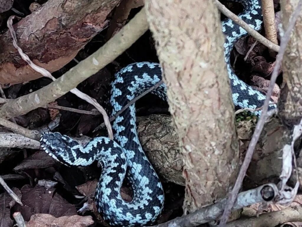 Кавказская гадюка казнакова. Гадюка никольского (vipera nikolskii). Ядовитый гад. Змея гадюка. Ядовитый гад.