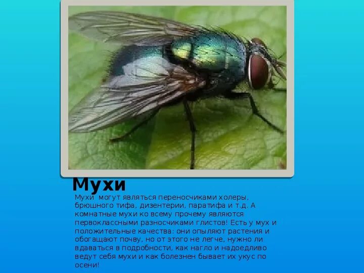 Муха описание насекомого. Чем опасны мухи для человека. Комнатная муха и муха цеце. Чем опасны мухи для человека. Муха це-це переносчик.