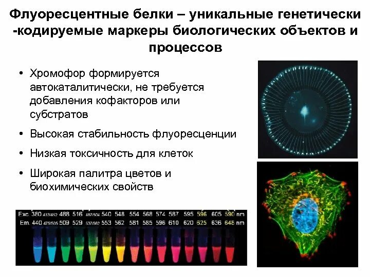 Флуоресцентные красители в биологии. Флуоресцентные белки. Флуоресценция в биологических исследованиях. Зеленый флуоресцентный белок GFP. Называют обладают флюоресцируют красители