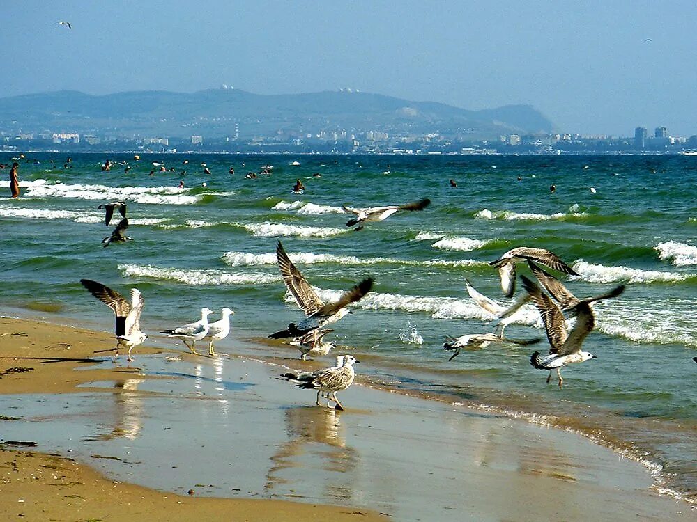 Прибой чайка. Море, Чайки. Берег моря с чайками. Чайки на песке. Чайка на берегу.