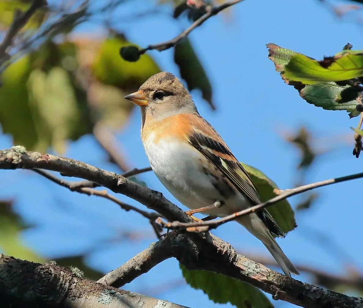 Кобальтовая райская мухоловка. Вьюрок зяблик. Вьюнковые птицы. Вьюн птица. Колибри отшельник.