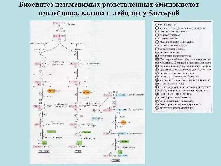 Синтез аминокислот из изолейцина. Биосинтез аминокислот биохимия схема. Валин лейцин изолейцин биохимия. Схема биосинтеза лейцина.