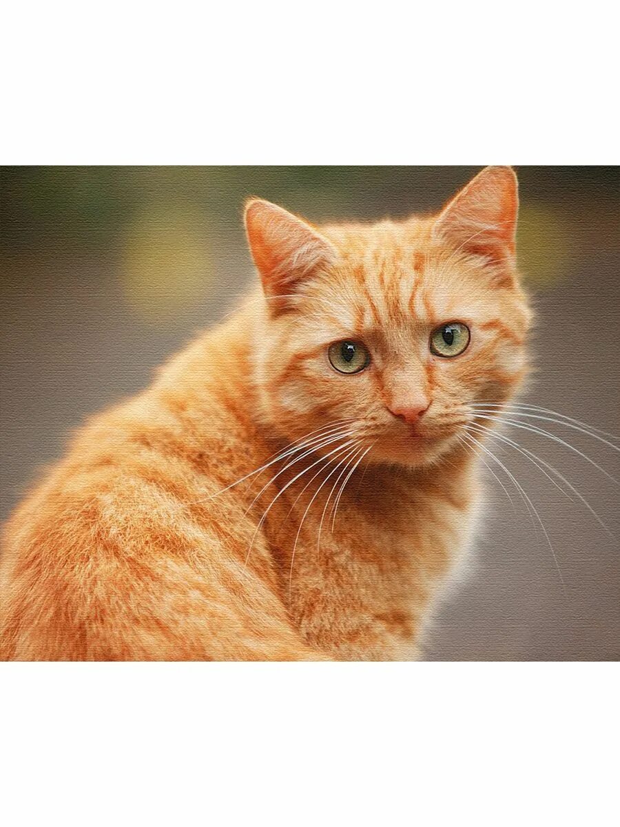 Что такое рыжий кот. Что такое рыжий кот