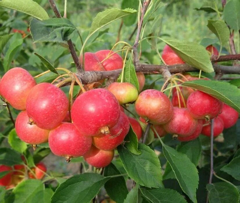 Яблоня ранетка купить. Райские яблочки сорт. Яблоня Ранетка саженцы.