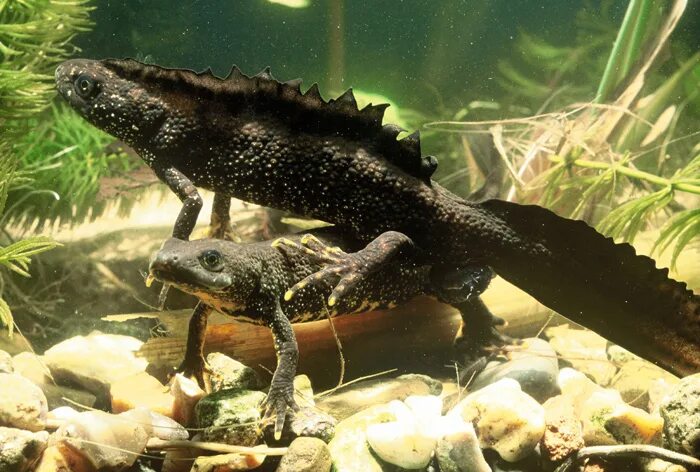 Аквариумный карликовый тритон. Тритон краснобрюхий аквариумный. Тритон иглистый аквариумный. Тритон гребенчатый аквариумный. Тритон условия содержания.