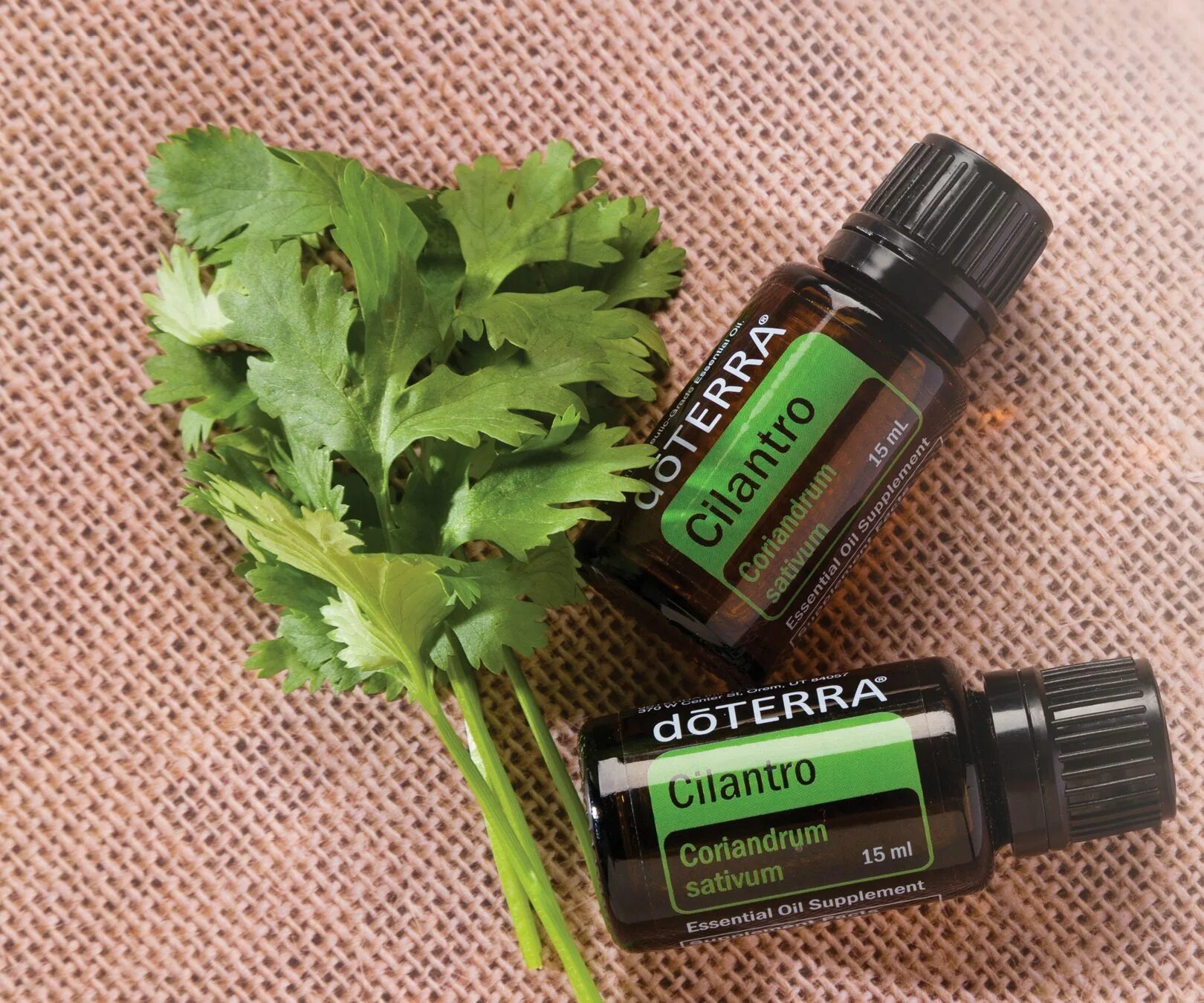 Кинза cilantro ДОТЕРРА. Кориандр coriander ДОТЕРРА. Масло кинзы ДОТЕРРА. Кинза эфирное масло DOTERRA. Кориандр эфирное