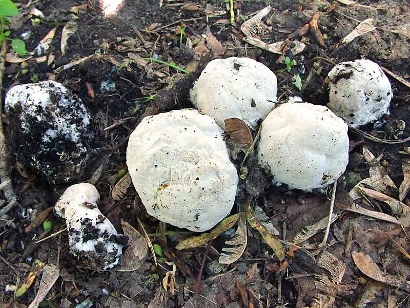 Fairy Folk and Fungi
