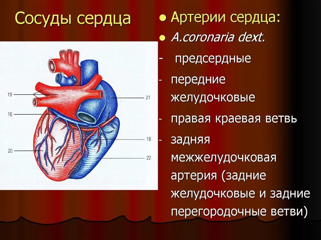 Строение артерий сердца. Кровеносные сосуды сердца анатомия. Крупные сосуды сердца. Артериальные сосуды сердца. Сердечные артерии и вены