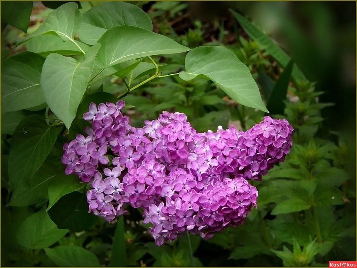 В каждый гвоздик душистой сирени стиж. Душистая сирень. Сирень обыкновенная князь волконский. Ароматная сирень. Душистая сирень.