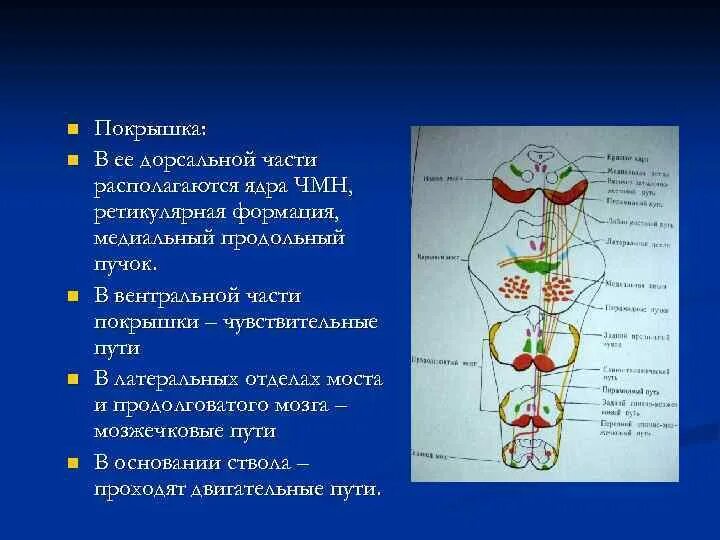 Какие ядра в черепных нервах. Поражение ствола головного мозга альтернирующие синдромы. Ядра черепно мозговых нервов. Поражение ядер черепно-мозговых нервов. Ядра ЧМН В мосту.