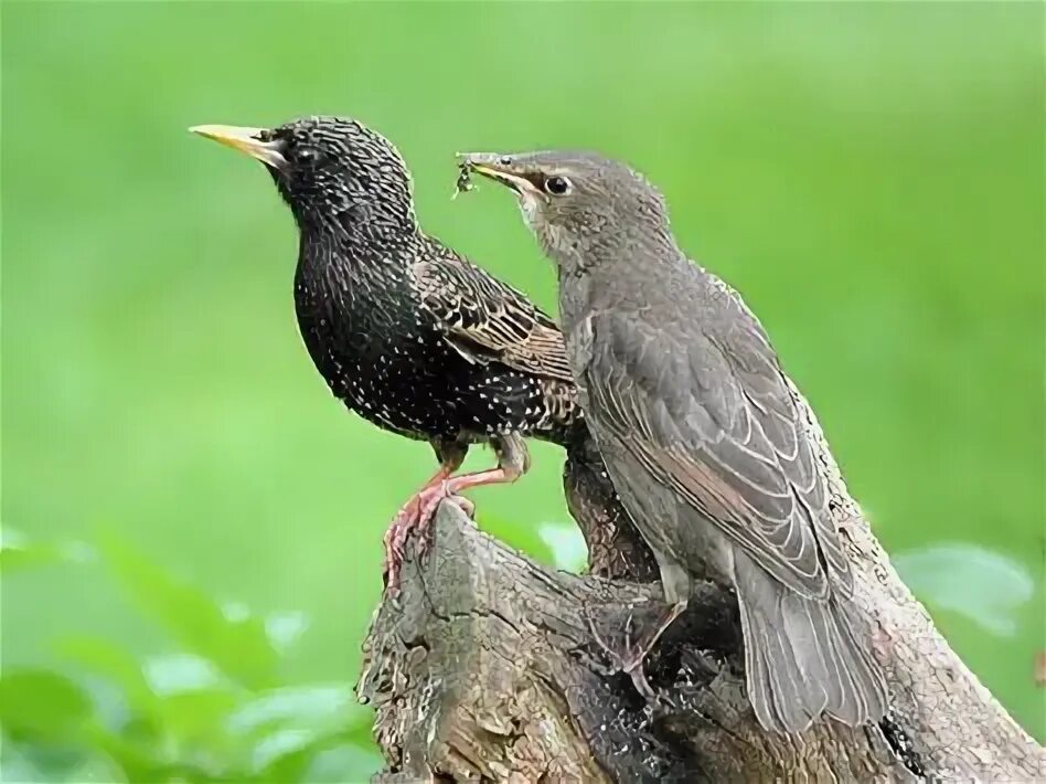 Самка скворца. Обыкновенный скворец самка. Скворец самка и самец. Самка и самец Скворцов. Скворец обыкновенный самец и самка.