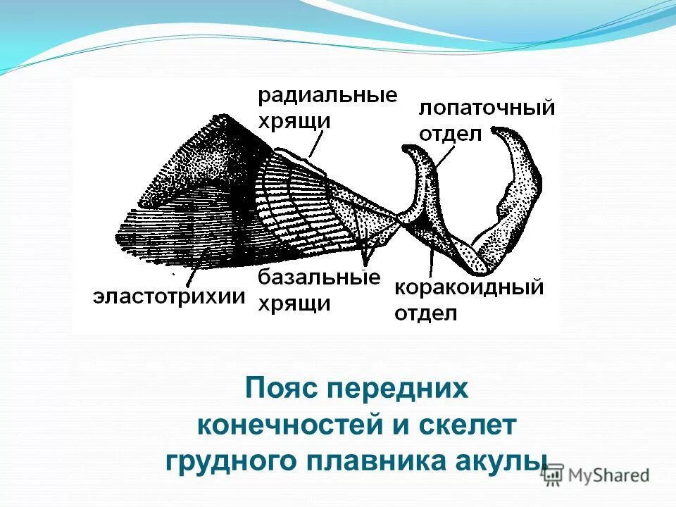Скелет конечностей у рыб. Скелет рыб пояс передних конечностей. Строение конечностей костных рыб. Скелет задних конечностей у рыб. Скелет конечностей у рыб.