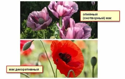 Передай мак