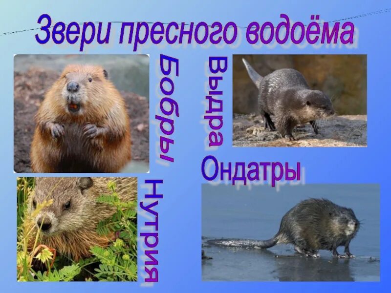Животные пресных водоемов 4 класс