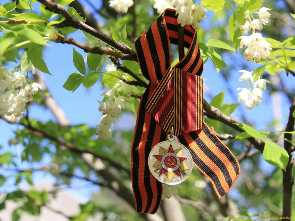 9 мая дерево. С днем Победы. Георгиевская ленточка на дереве. Георгиевская ленточка в цветах.