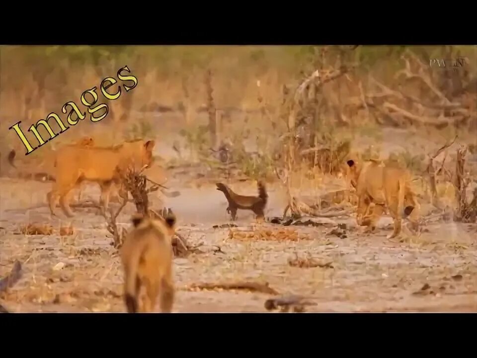 Медоед против львов фото Poor Honey Badger confronts herd fierce Hyena, The spectacular escape of Honey B