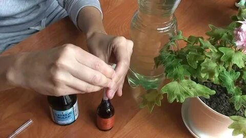 Йод и перекись водорода для герани