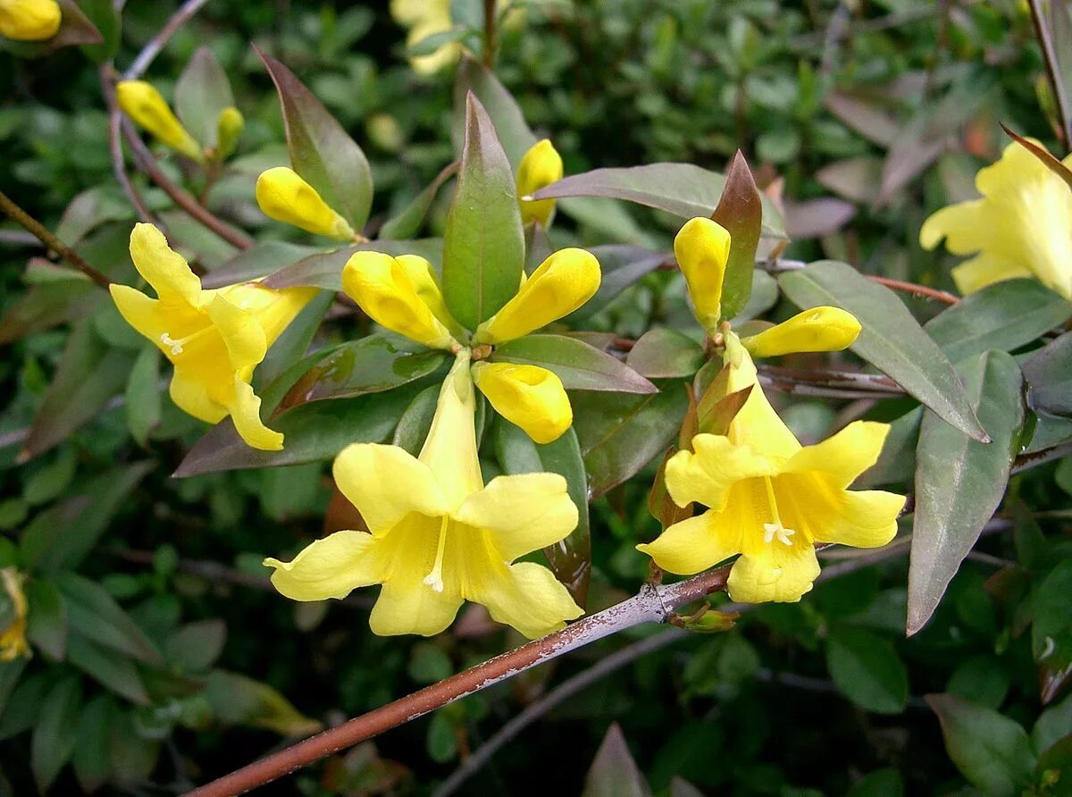 Семейство вечнозеленых. Гельземий вечнозелёный. Gelsemium sempervirens растение.