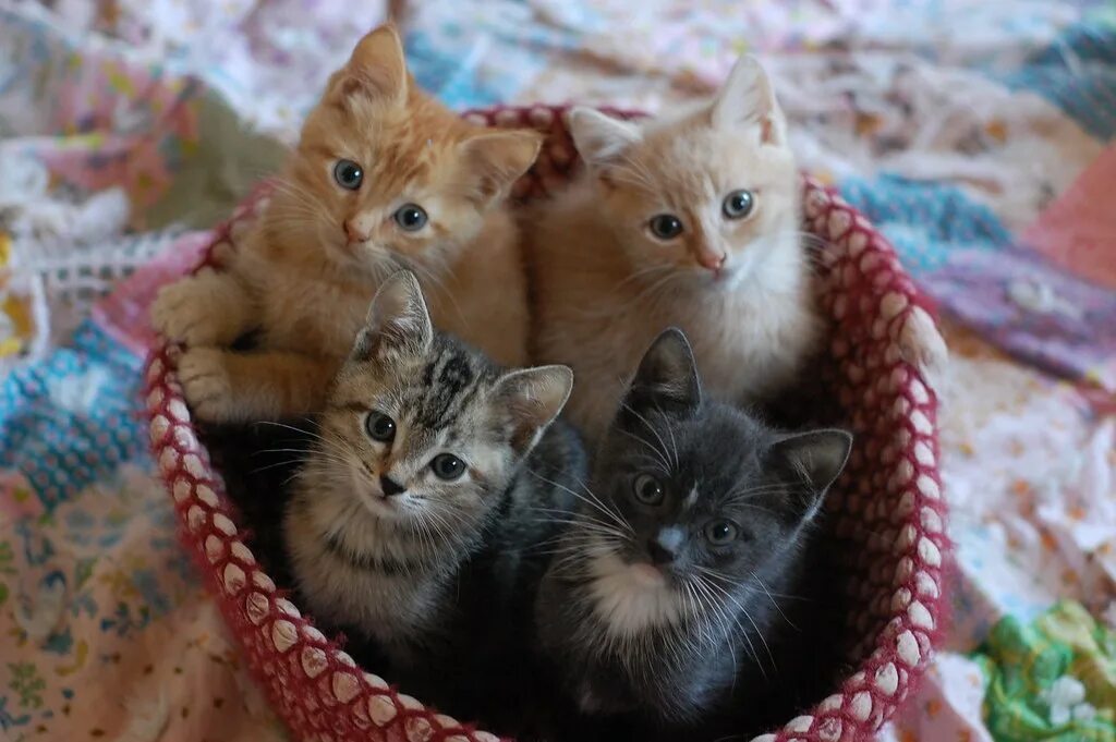 Четверо котов. Четыре котенка. Котята разных цветов. Четверо котят. Четыре милых котёнка.