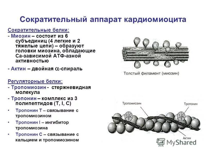 Миозин мышечной ткани