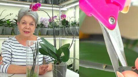 Как правильно срезать орхидею
