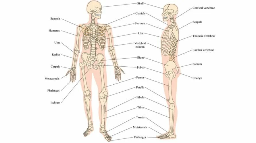 Основные ликворные синдромы. Скелет человека с мышцами. Проба галена. Анатомо-физиологические особенности печени. Знания анатомии.
