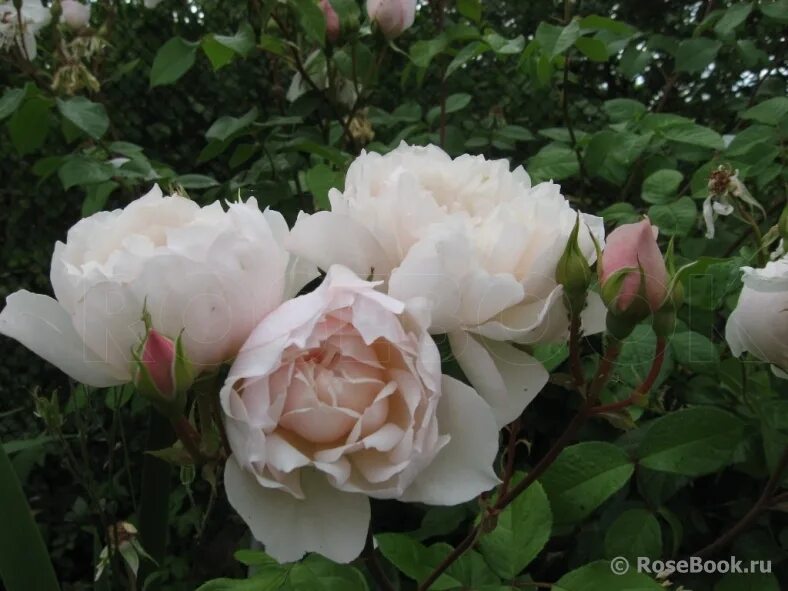 Роща элина розебук. Роза чиппендейл. Роза джет артист. Rosebook энциклопедия. Роза джет сет энциклопедия.