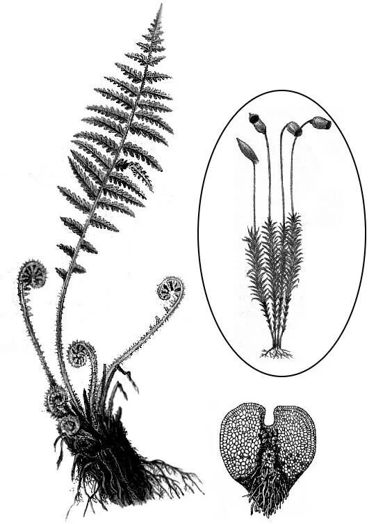 Двудольные листостебельные мхи папоротниковые плауновые. Спорофит орляка. Папоротник Щитовник спорофит. Папоротниковидные Хвощевидные. Страусник обыкновенный гаметофит.