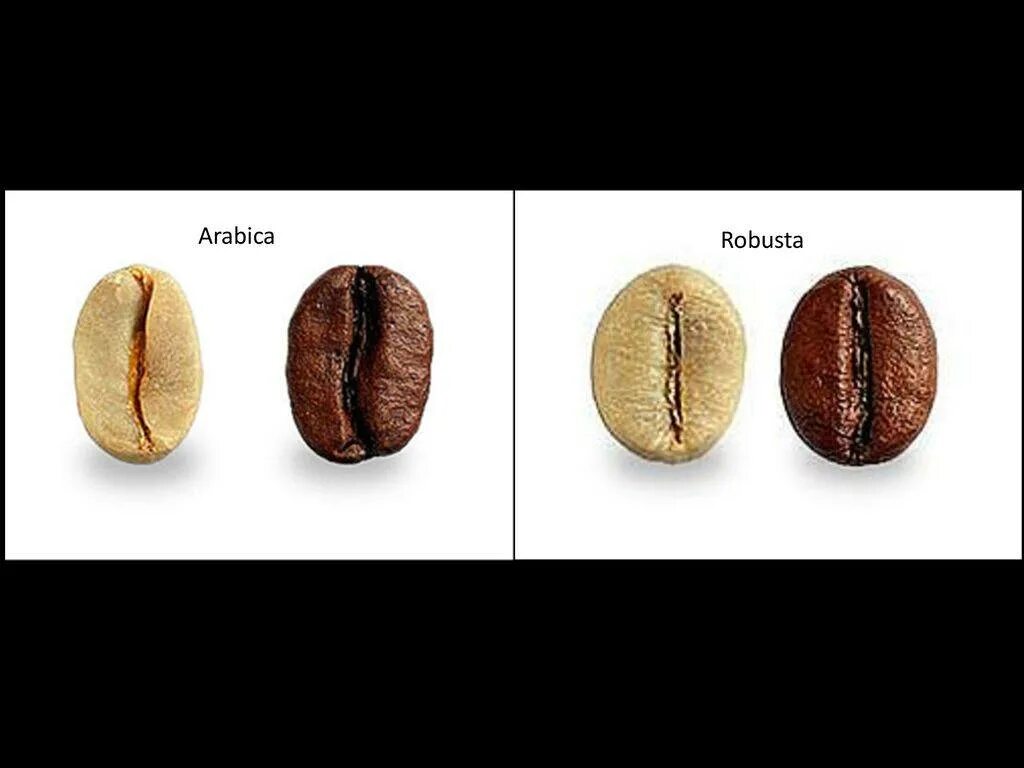 Кофе робуста отличается. Кофе в зернах Арабика и Робуста. Сорта кофе в зернах Арабика и Робуста. Зерно Арабика и Робуста разница. Сорта кофе Арабика Робуста Либерика.