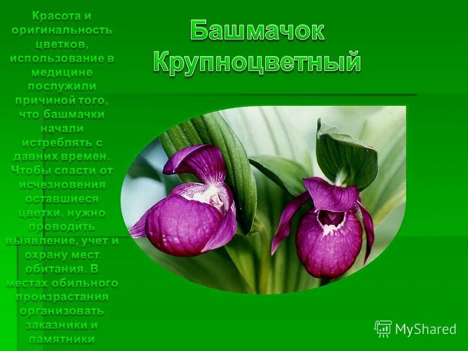 Растения внесенные в красную книгу алтайского края. Башмачок крупноцветный описание. Красная книга Алтайского края растения башмачок крупноцветковый