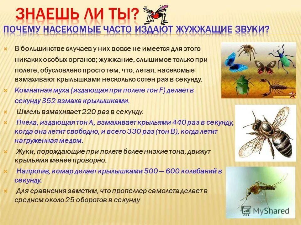 Жужжание пчелы звук. Словарное слово жужжать в картинках. Слово жужжание. Слово жужжание. Пчела жужжит.