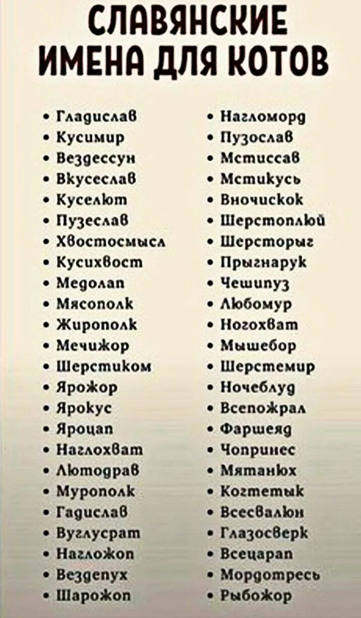 10 смешных имен. Имена для котов. славянские имена для кота. смешные клички. прикольные ели, ки для кота.
